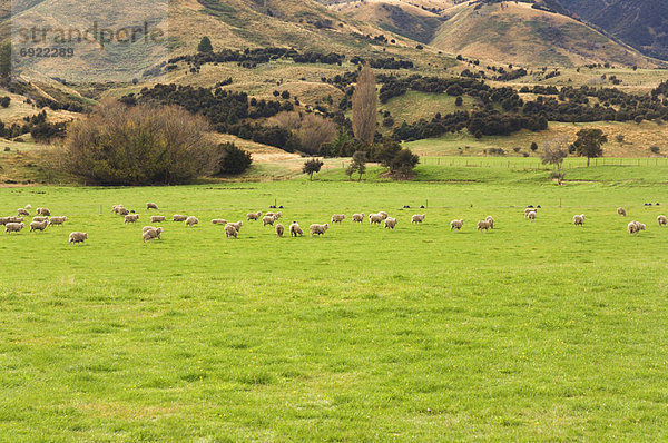 neuseeländische Südinsel  Neuseeland  Otago