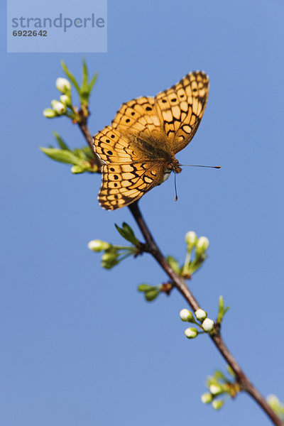 Schmetterling  bunt