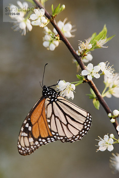 Monarchie  Ast  Schmetterling