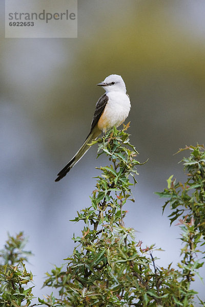 Scissor-Tailed Flycatcher