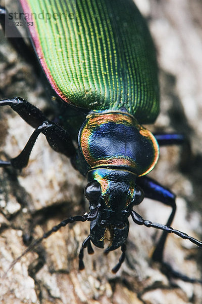 Close-up Beetle