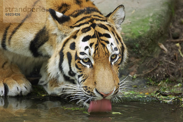 Tiger  Panthera tigris  trinken