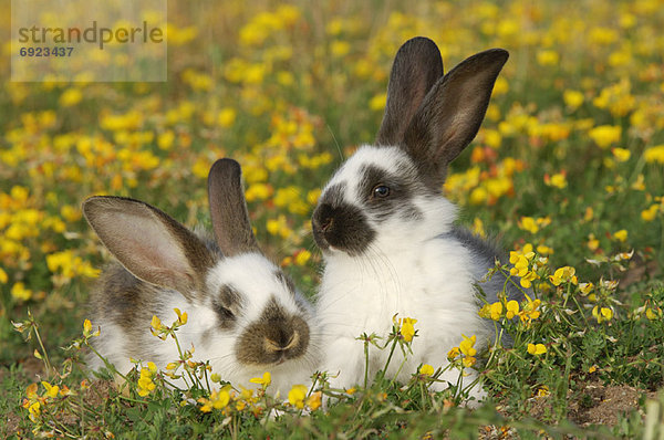 Kaninchen Wiese