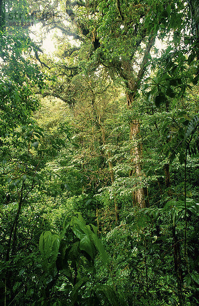 Costa Rica  Regenwald