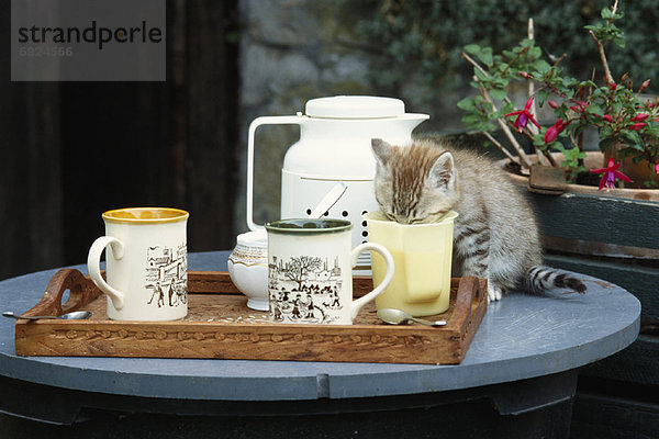 Becher  trinken  Kätzchen  Katze