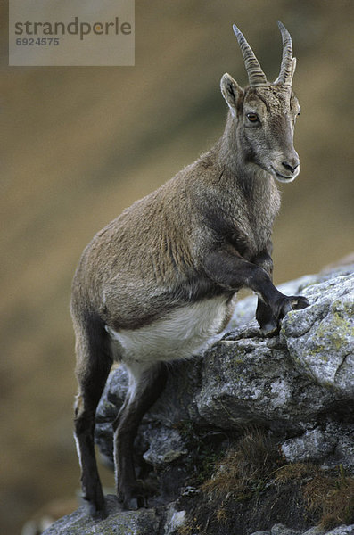 Steinbock  Capra ibex  Portrait  Berg