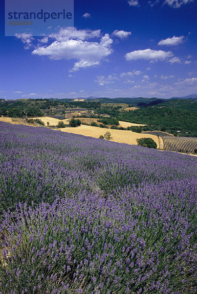 Frankreich  Provence - Alpes-Cote d Azur