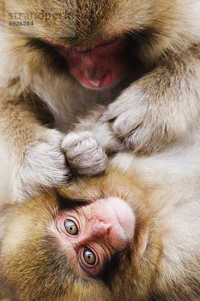 Hygiene  Mutter - Mensch  Baby  japanisch  Makak