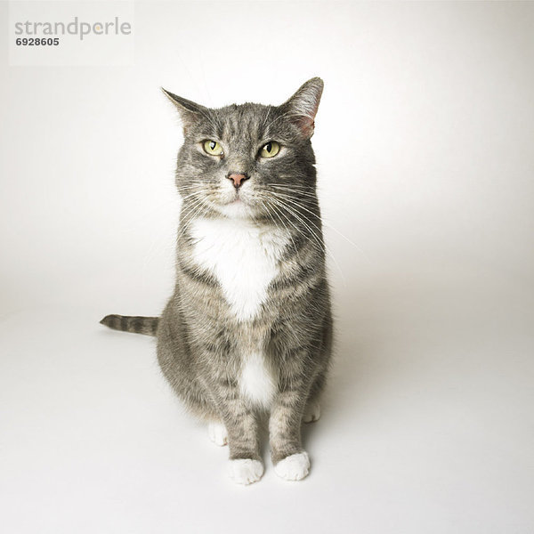 Portrait Katze grau