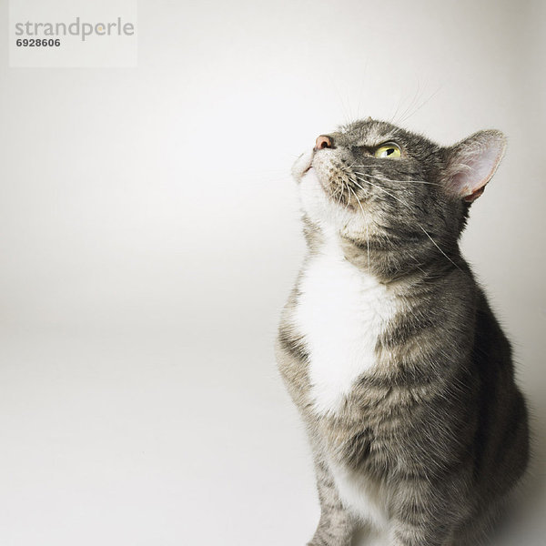 Portrait Katze grau