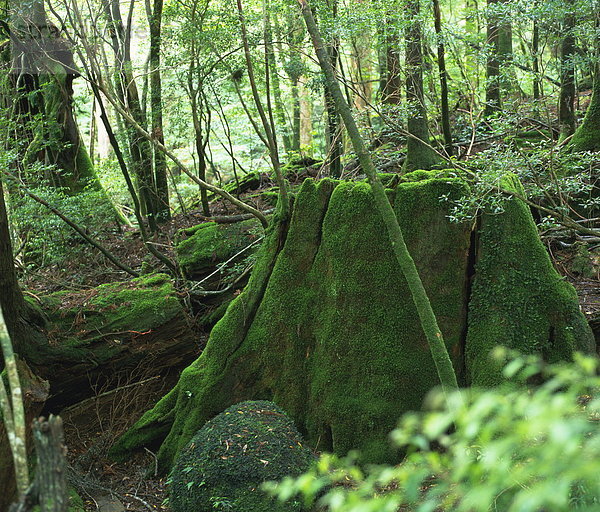 Wald  Japan