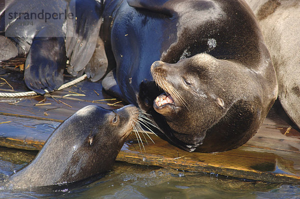 Seelöwe