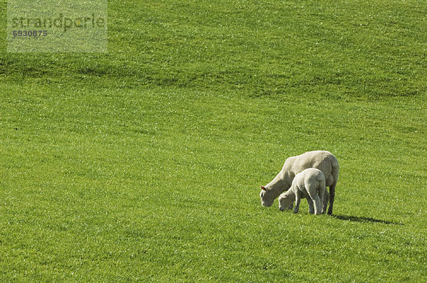 Lamm  Feld  Mutter - Mensch  grasen  Neuseeland