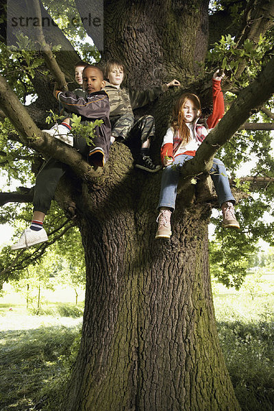 sitzend  Baum