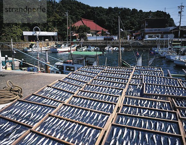 Hafen trocknen Makrele Japan