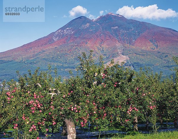 Berg  Obstgarten  Apfel  Sperre  Japan