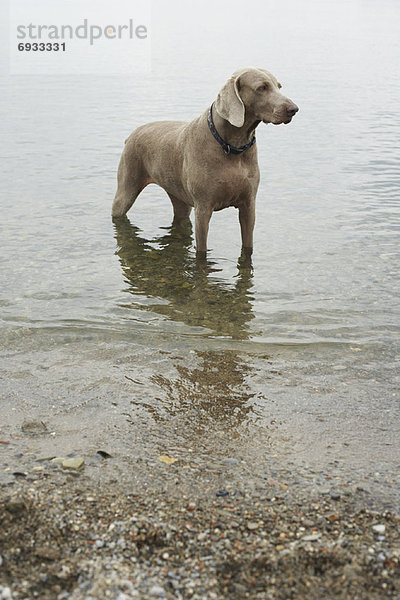 stehend  Hund  See