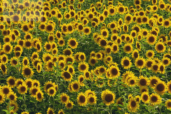 Sonnenblumenfeld  Italien  Toskana