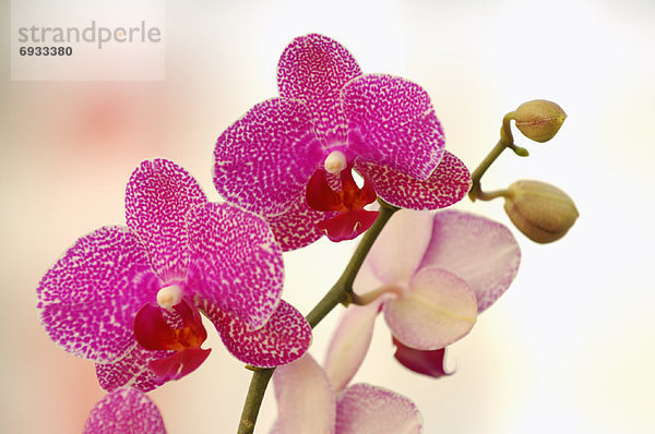 Orchidee  Phalaenopsis-Hybride