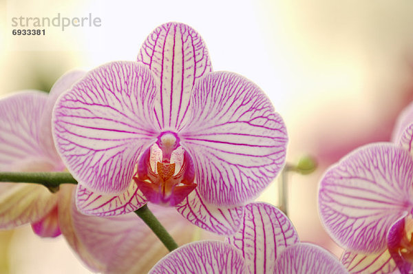 Orchidee  Phalaenopsis-Hybride