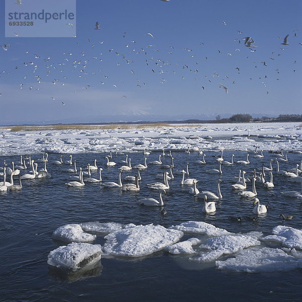 Winter  See  Eis  Nostalgie  schwimmen  Schwan  Hokkaido  Japan