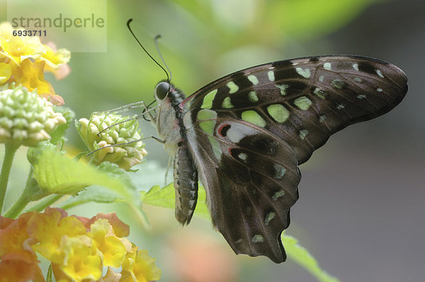 Portrait  Schmetterling