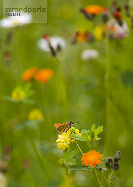 Dickkopffalter  Hesperiidae  Blume  ungestüm  Schmetterling