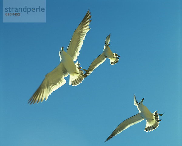 durchsichtig  transparent  transparente  transparentes  fliegen  fliegt  fliegend  Flug  Flüge  Himmel  Meer  blauer Himmel  wolkenloser Himmel  wolkenlos  blau  Möwe