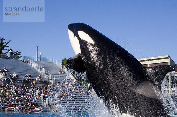 Vereinigte Staaten von Amerika  USA  Schwertwal  Orcinus orca  Kalifornien  San Diego