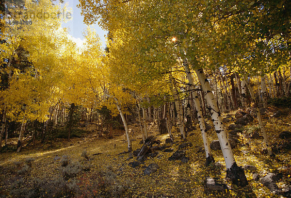 Espen in Herbst  Colorado  USA
