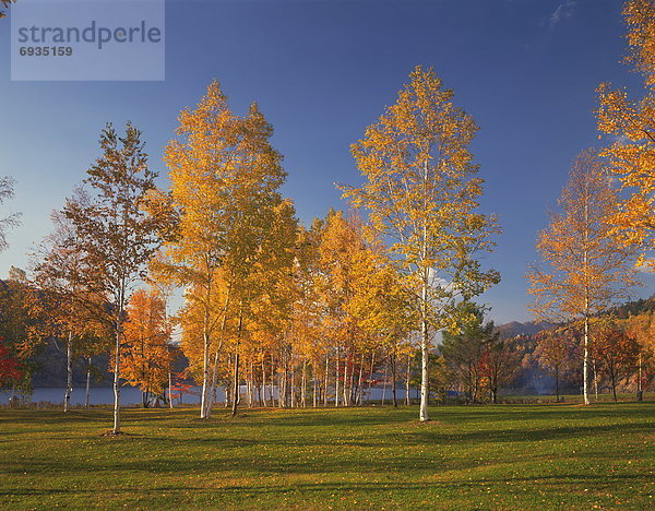 Baum  weiß  Herbst  Birke  Laub