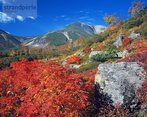 frontal  Herbst  Nagano  Laub  Japan