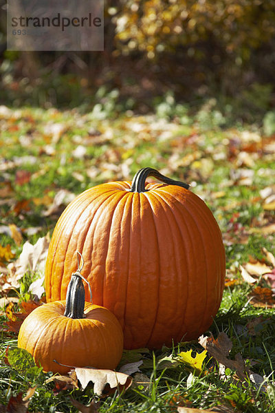 Feld  Herbst  Kürbis