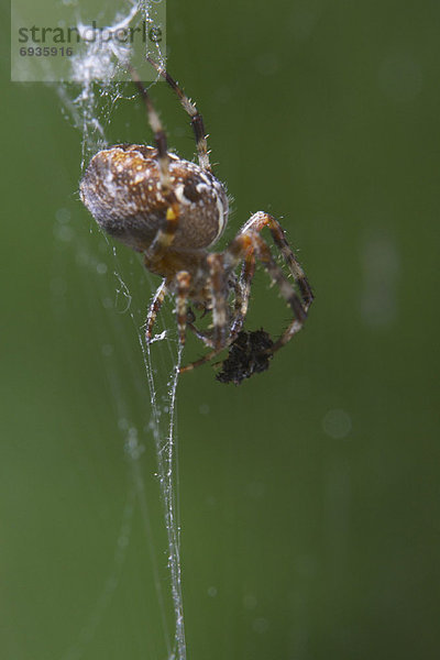 Beutetier  Beute  Spinne