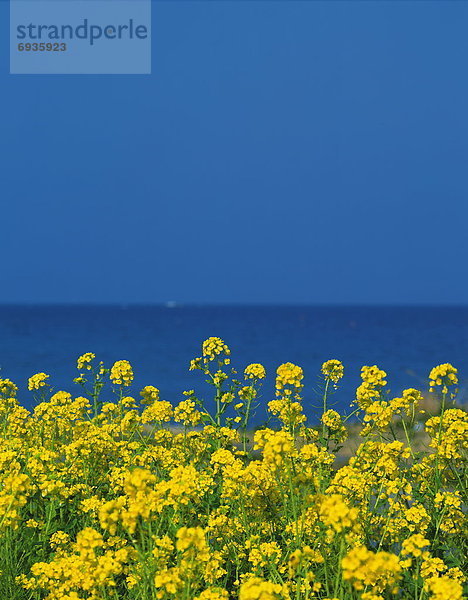 Ozean  Hintergrund  blühen  Japan