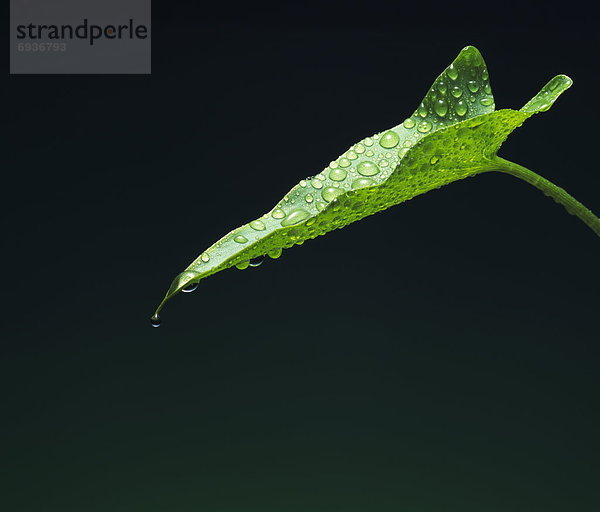 Wasser  Pflanzenblatt  Pflanzenblätter  Blatt  grün  heraustropfen  tropfen  undicht
