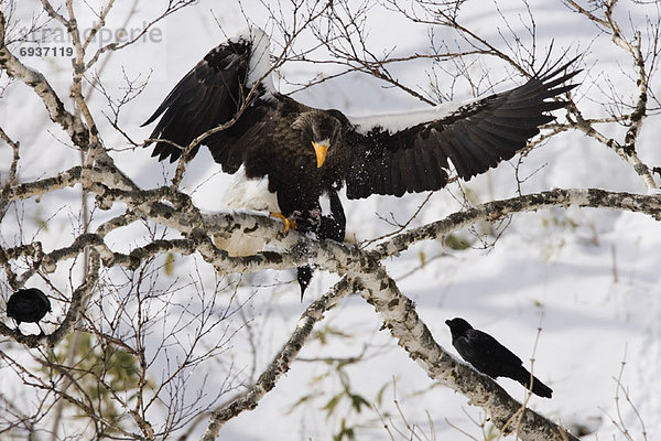 Hokkaido Japan