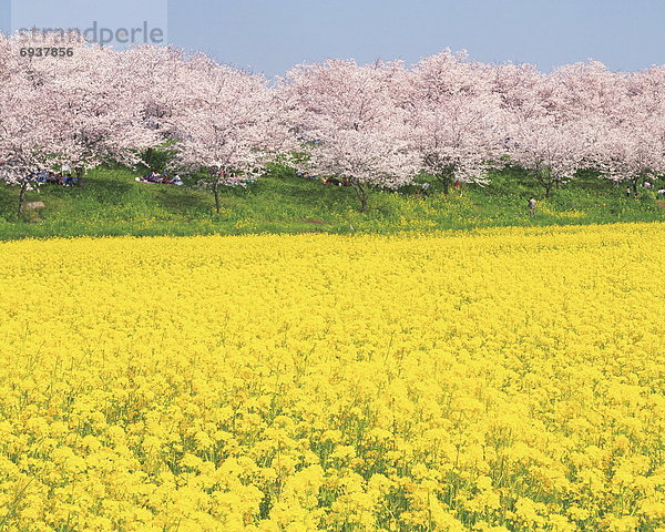 blühen  Baum  Kirsche  Blüte  Feld  Menschenreihe  Japan