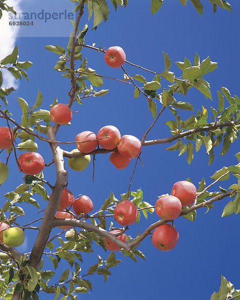 Apfelbaum  Japan