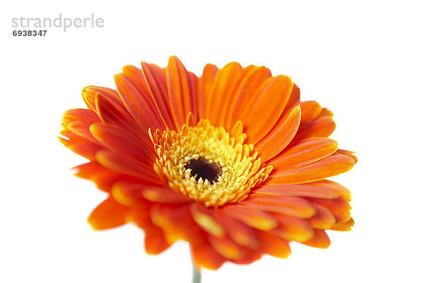 Gerbera Daisy