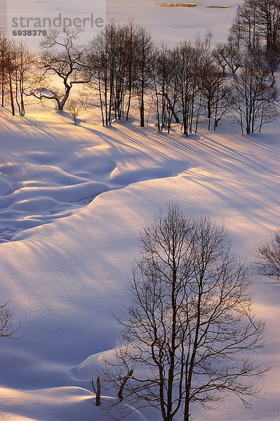 bedecken  Baum  über  Sonnenaufgang  Feld  nackt  Schnee
