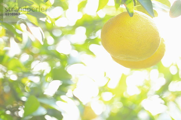 Baum  chinesisch  Zitrone