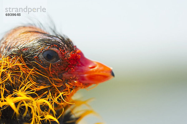 Coot Chick