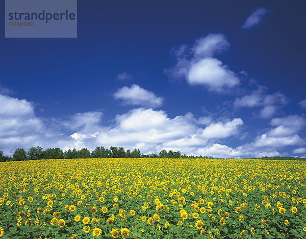 Sonnenblumenfeld  Hokkaido  Japan