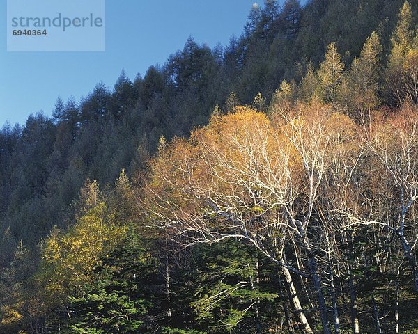 Birke  Nagano  Japan