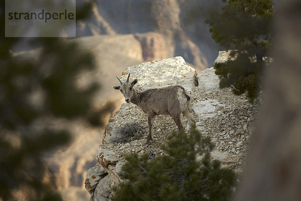 Vereinigte Staaten von Amerika  USA  Gams  Oreamnos americanus  Arizona  Grand Canyon