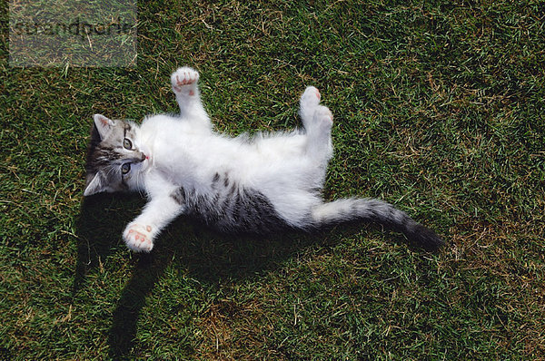 Gras  Kätzchen  Katze  spielen