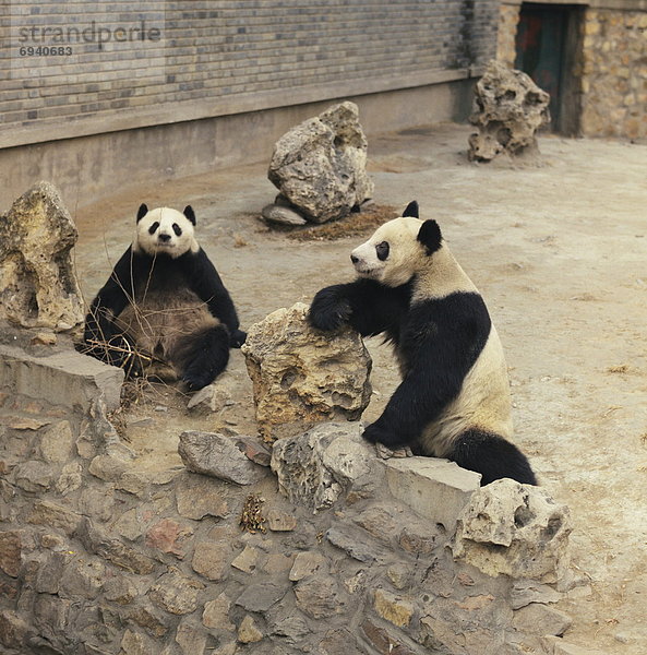 Peking  Hauptstadt  Zoo  Zoologischer Garten  Zoologische Gärten  China  Gehege