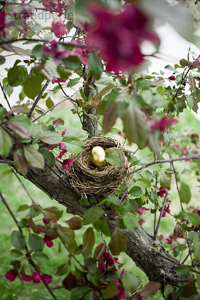 Golden Egg in Nest