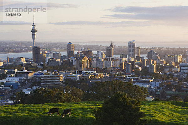 Skyline  Skylines  neuseeländische Nordinsel  Auckland  Neuseeland